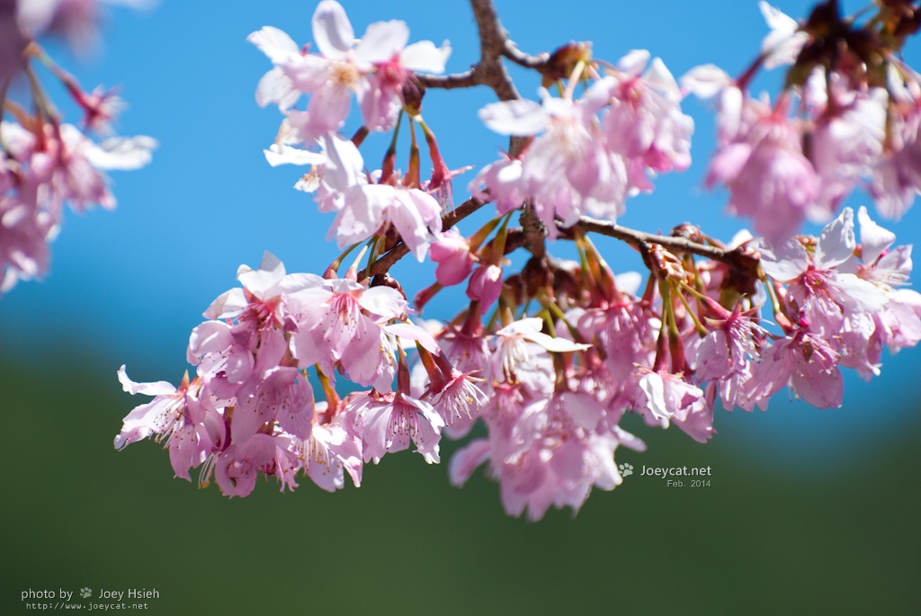 http://i.dcview.tw/gallery/201403/0dbce72b2400d2ae70981f49e5974b0d.jpg
