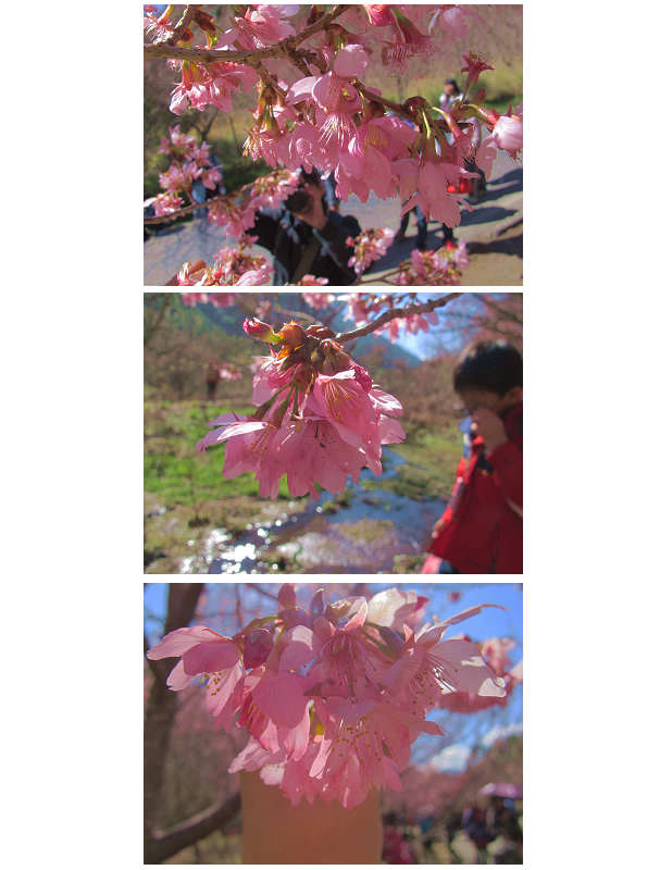 http://i.dcview.tw/gallery/201403/5cb36ed1e8e222b073edc5a4a023be50.jpg