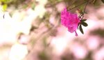 杜鵑