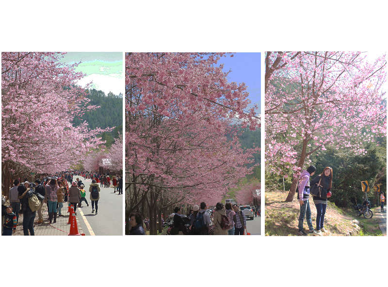 http://i.dcview.tw/gallery/201403/fe7851533446a7545c43f2e6c9137c65.jpg