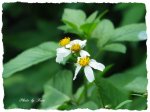 路邊野花...