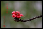 春雨潤木棉