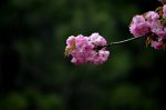 花開時節