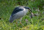 夜鷺活吞大魚