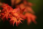 2014台北奧萬大-槭樹紅葉