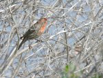 超Cute--House Finch