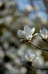 玉蘭花開