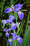 鳶尾花