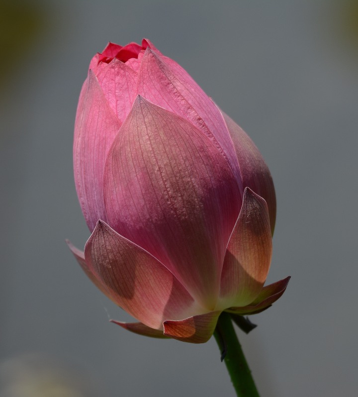 http://i.dcview.tw/gallery/201404/c56997364f923cdf34ec8ea285038e04.jpg