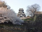 2014-熊本の桜