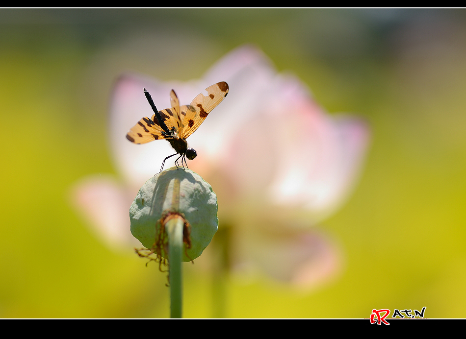 http://i.dcview.tw/gallery/201405/4486ea0dd1c3c032fdd339c1f20ca1ce.jpg