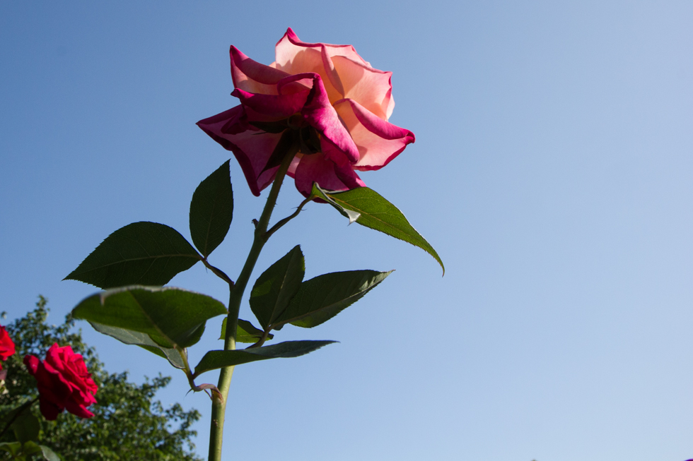 http://i.dcview.tw/gallery/201405/46919b19755ff32f45947e75d2860df2.jpg