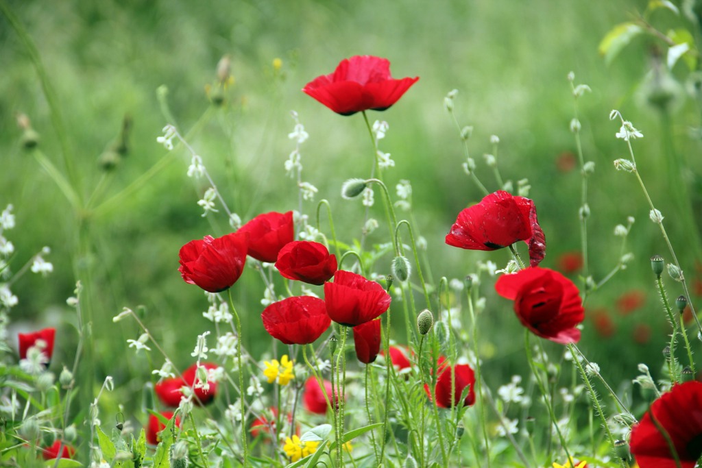 http://i.dcview.tw/gallery/201405/d8fd7a6ad52766c5a1c6d05ad7a35d1f.jpg