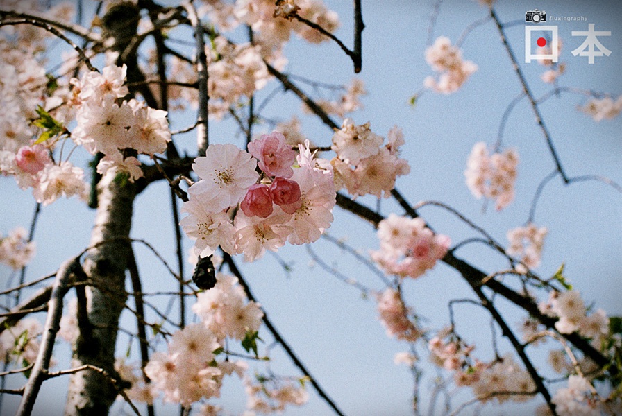 http://i.dcview.tw/gallery/201406/1e668baf904b97c4eb7d017d44ea7a04.jpg