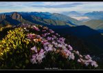 杜鵑花綻在峰顛～南湖記行