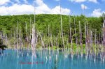 青い池~美瑛町