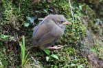 請問鳥名，台灣叢樹鶯幼鳥？