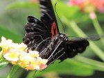 ~黑蝴蝶~