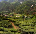 金马仑高原的茶园