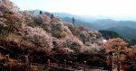 吉野山的千本櫻
