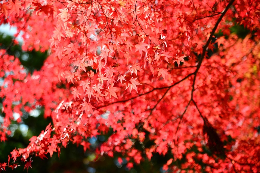 http://i.dcview.tw/gallery/201411/05efce47d7f12a0581beedbf85aaeebc.jpg