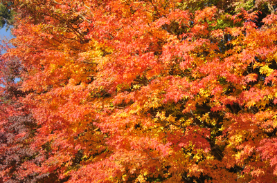 http://i.dcview.tw/gallery/201411/26dc8d0ad8b9103aee18ce52fdd4c0c9.jpg