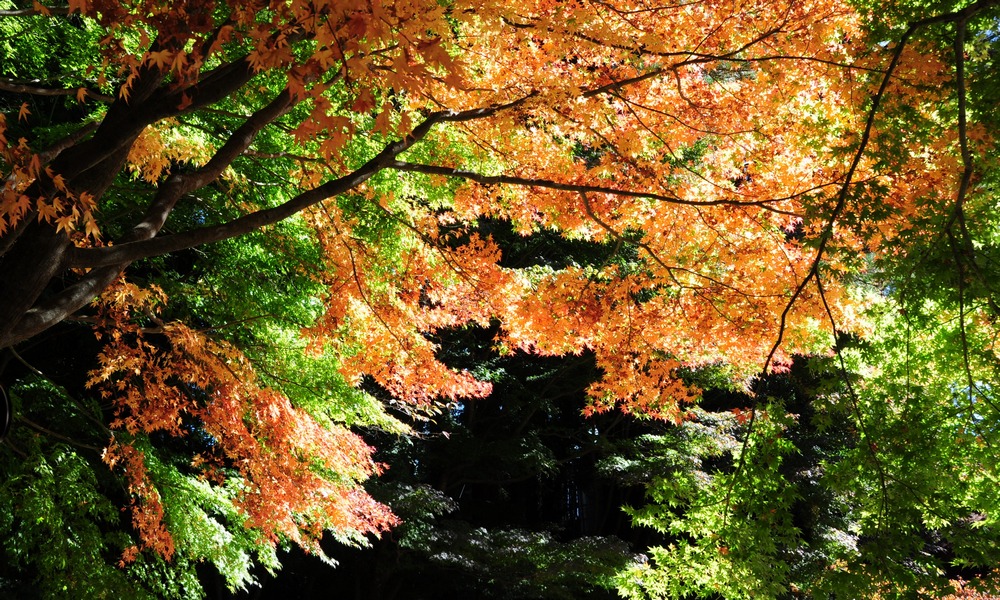 http://i.dcview.tw/gallery/201411/d45fa764b8b5f26b1658adee5318b009.jpg