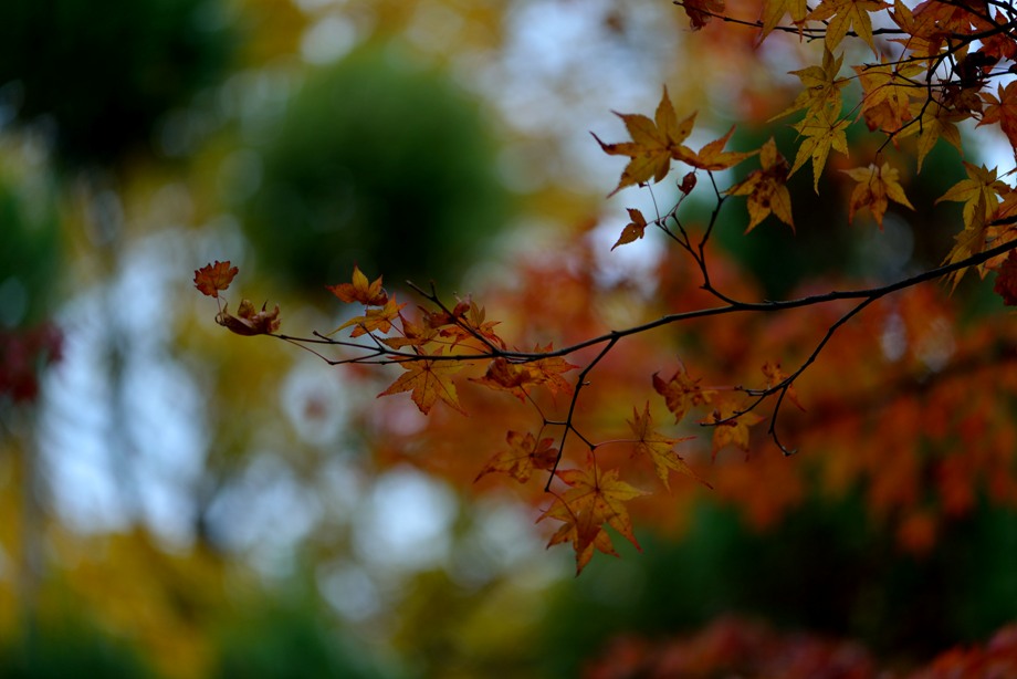 http://i.dcview.tw/gallery/201412/e87db5b2797c261ce0e8d86ef1cd6244.jpg