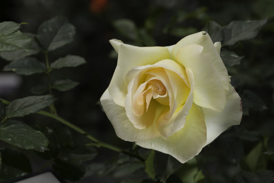 http://i.dcview.tw/gallery/201502/0dca78599017b229ebabd7e9ed6ace49.jpg