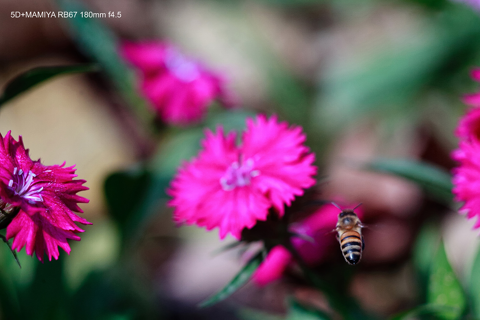 http://i.dcview.tw/gallery/201502/0f6f865c3994e37af316821107fbfe9a.jpg