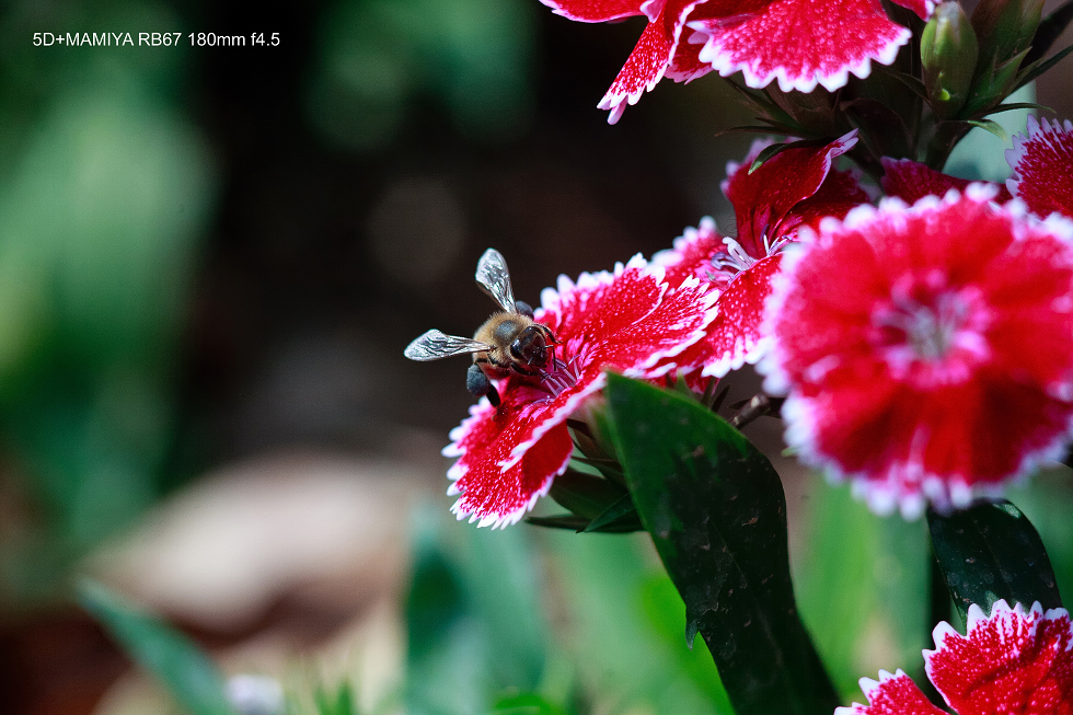 http://i.dcview.tw/gallery/201502/136ab00070d6d9749cfb5ca581acd722.jpg