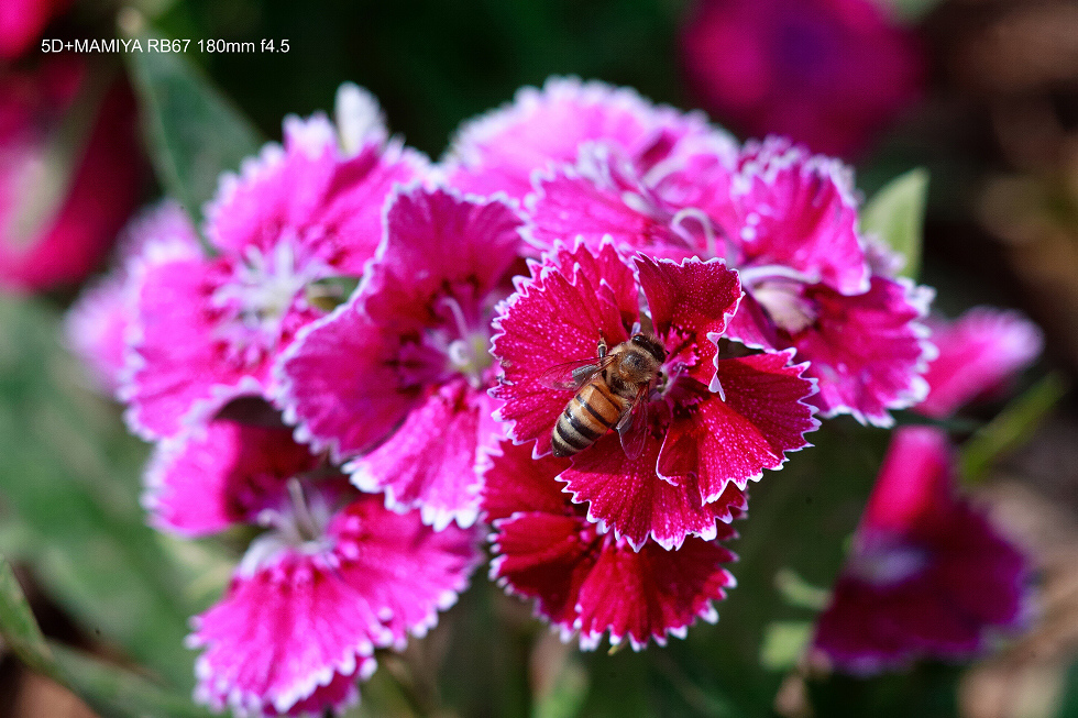 http://i.dcview.tw/gallery/201502/3c72740e746370f188741a145a945185.jpg