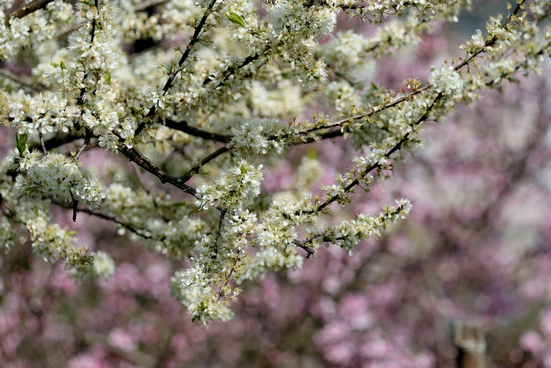 http://i.dcview.tw/gallery/201502/910df546fed2ac47d975a85d362f0a49.jpg