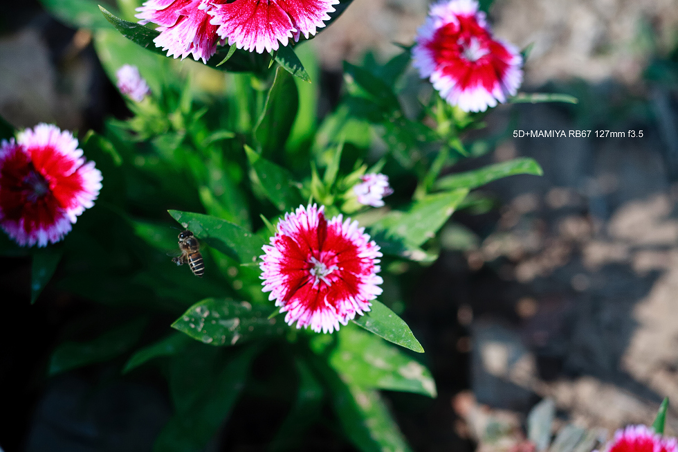 http://i.dcview.tw/gallery/201502/d159b975d72ff75cbb647c41b4d2563f.jpg