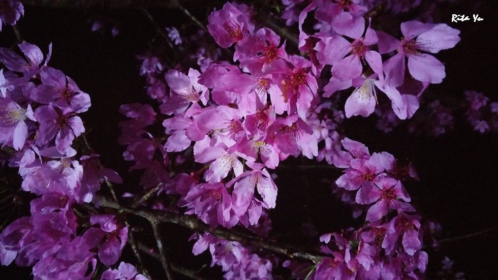 http://i.dcview.tw/gallery/201503/169924baca6b367468fd3aa228ea98e2.jpg