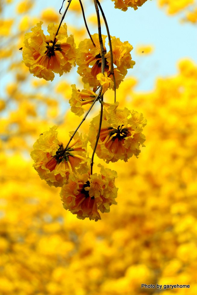 http://i.dcview.tw/gallery/201503/2c6daf398ea434d27b710cd94c801bc2.jpg