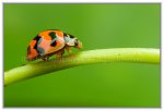 = 瓢蟲科Coccinellidae ==