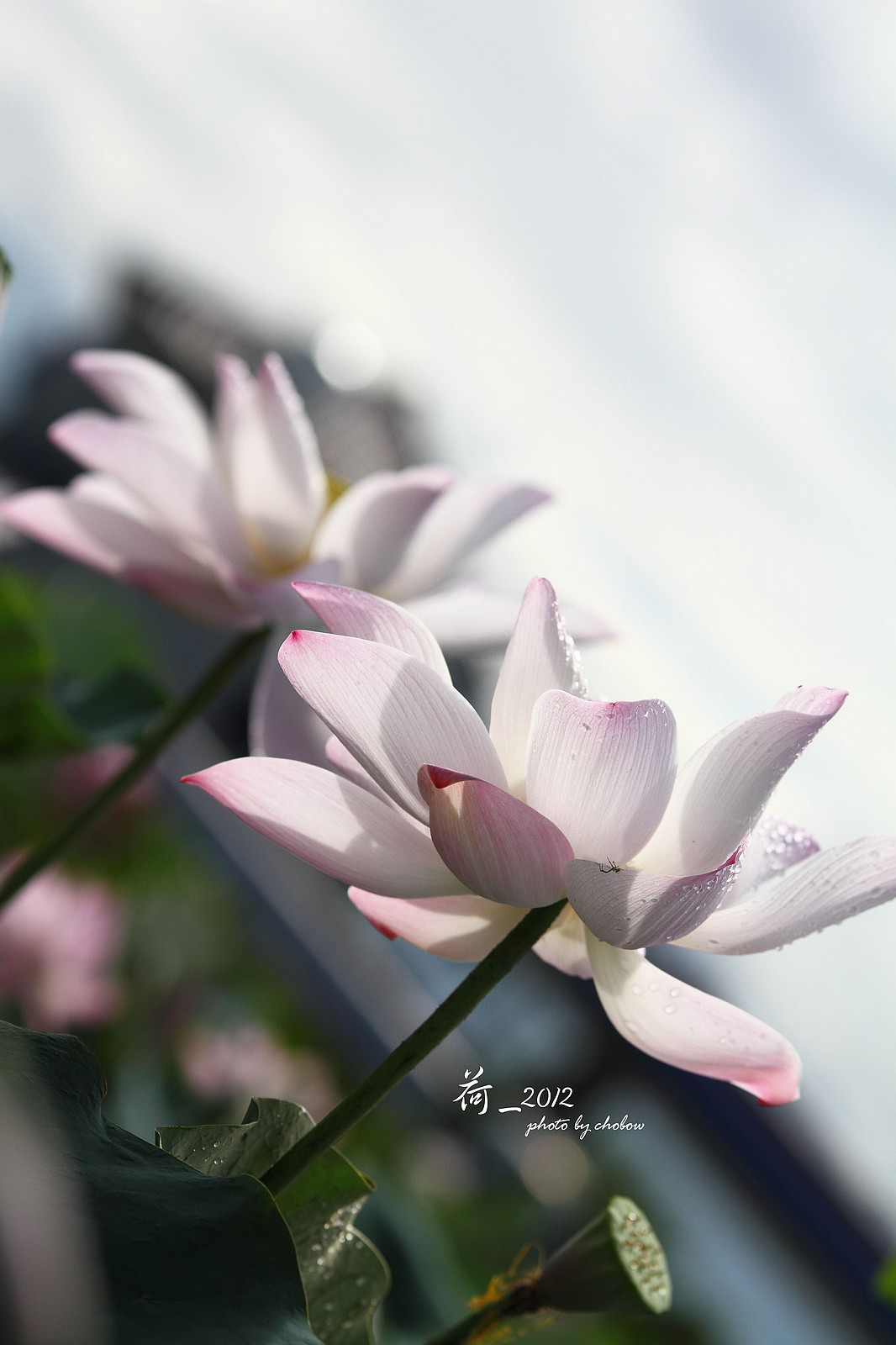http://i.dcview.tw/gallery/201503/e480295866bde32563203450e6bccc68.jpg