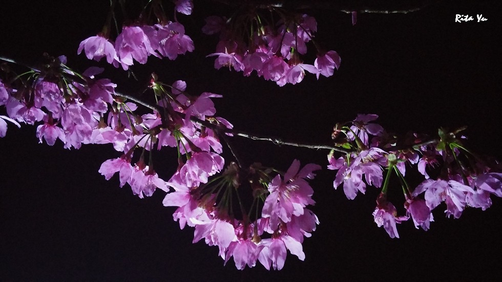 http://i.dcview.tw/gallery/201503/f936200b879061c0673eda049e371bcb.jpg