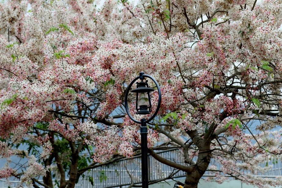 http://i.dcview.tw/gallery/201504/c6589516a66ed6b68643b0fe6c0d2fcc.jpg