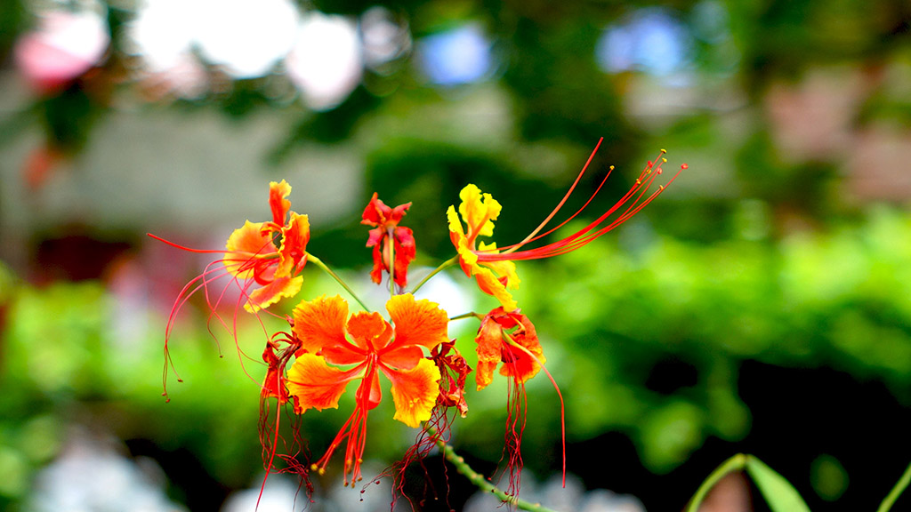 http://i.dcview.tw/gallery/201506/1a49dc6223c3f7a1f813b566c2ecc745.jpg