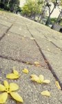 低視野的鏡頭