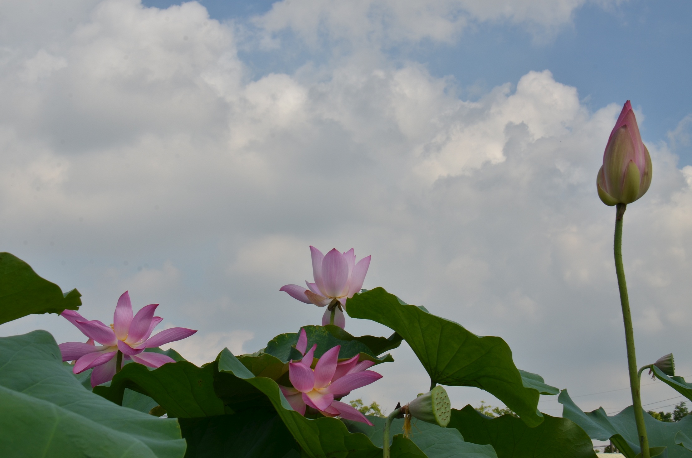 http://i.dcview.tw/gallery/201506/73b446934a01a989ebdefafb48d250ee.jpg