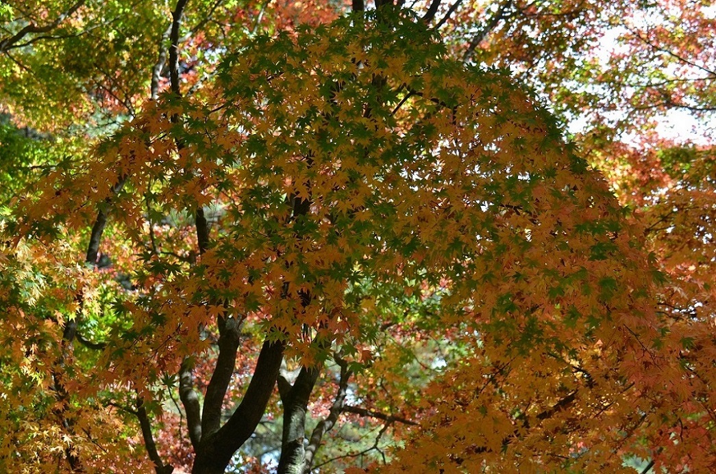 http://i.dcview.tw/gallery/201511/006a5ee4d964af419c608838c20dc71b.jpg
