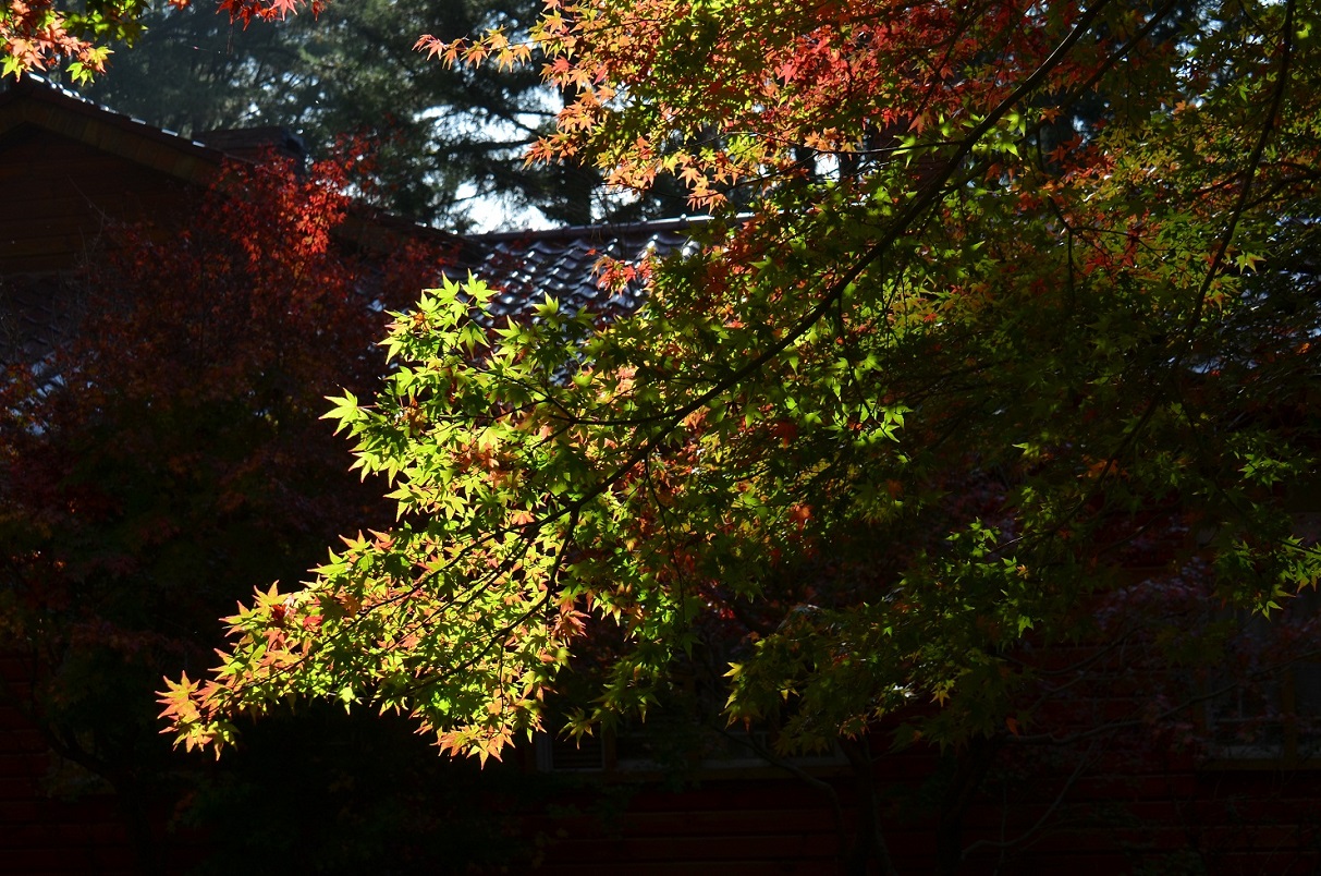 http://i.dcview.tw/gallery/201511/43f0166c0e799f1a4014ea50faaac382.jpg