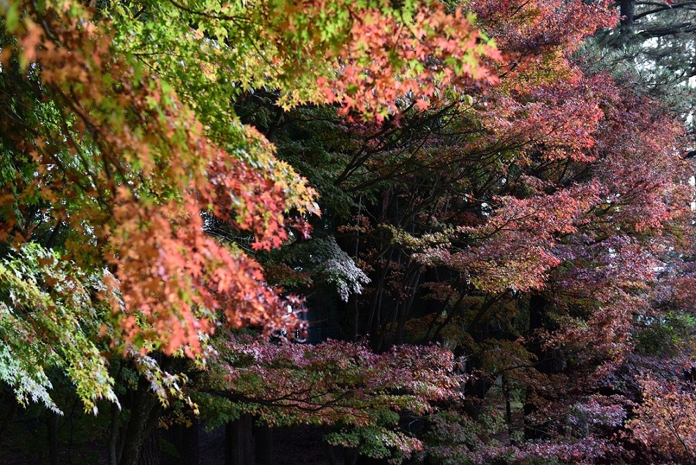 http://i.dcview.tw/gallery/201511/6fef615621c44b272964c24b9a78385e.jpg