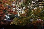 楓.福壽山.秋