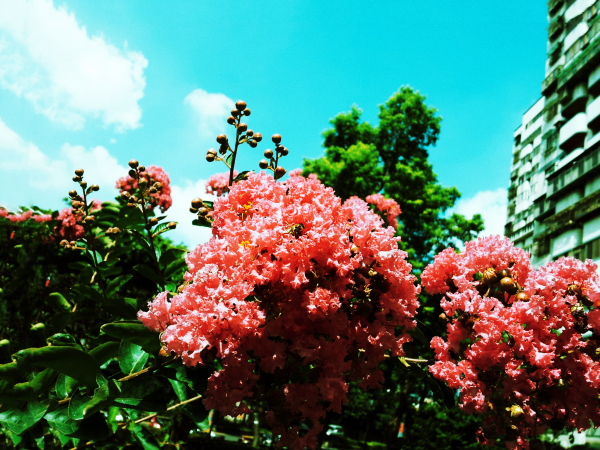 http://i.dcview.tw/gallery/201511/95c3605c40be89ae6fc4b80938784b79.jpg