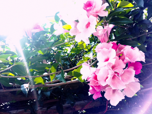 http://i.dcview.tw/gallery/201511/b74ad19b4eb353352223c6fca6da1142.jpg