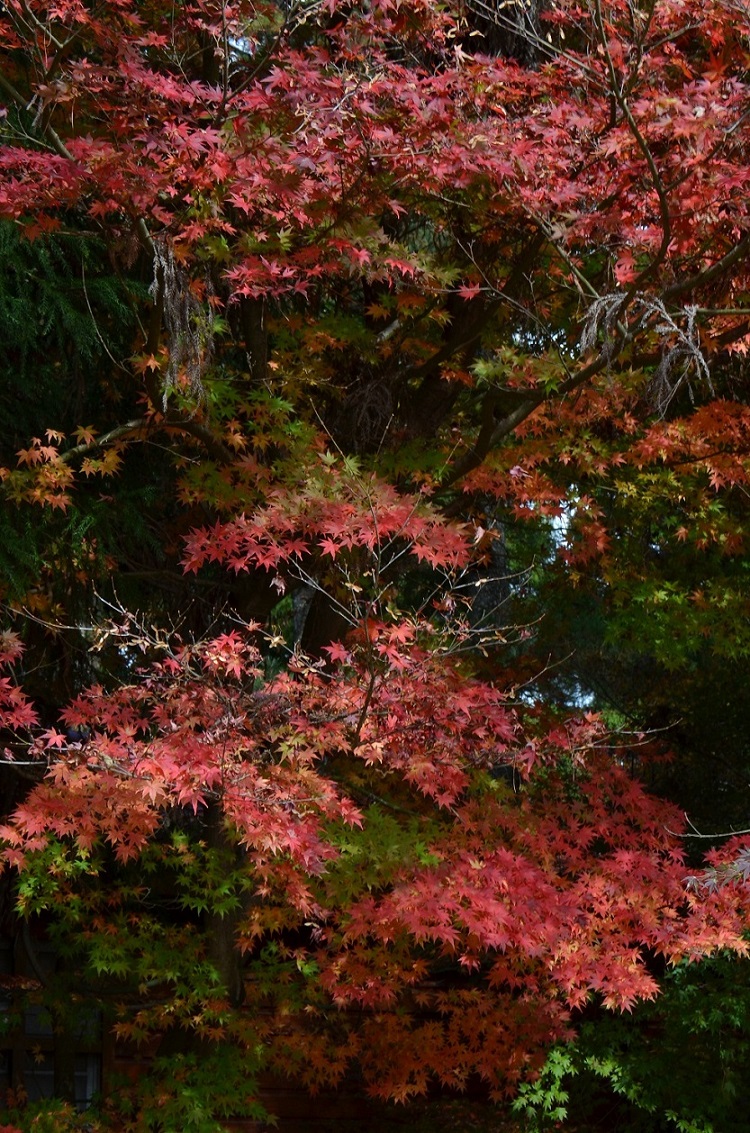 http://i.dcview.tw/gallery/201511/c44970ff079ef7fc90d4c686f65c9ba7.jpg